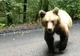 Atenţie, încă un urs a apărut pe drumul spre Lacul Sfânta Ana (VIDEO)