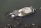 Imagini revoltătoare! Cadavrul unui porc aruncat pe albia râului Argeș, la  Bolintin Vale