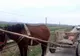 Pofta, bat-o vina! A furat un cal cu căruţă cu tot ca să meargă să mănânce mici la un târg