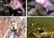 Creaturi uluitoare de care n-ai mai auzit până acum: Ili Pika, Broasca Pinocchio, Peştele cu mâini