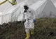 Caz de antrax, descoperit în Botoșani, la un vițel mort pe o pășune