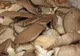 Ce sunt, de fapt, ciupercile pleurotus. Se găsesc şi la noi în magazine. Mai cumperi?