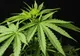 Nici marijuana nu mai e ce-a fost odată, în România: „Este stropită cu pesticide, insecticide, otravă de şobolani”