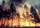 Incendiu de pădure în Masivul Făgăraş. Zeci de pompieri mobilizaţi 
