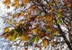 Vremea 15 octombrie. Instabilitate atmosferică accentuată și temperaturi în ușoară scădere. La cât vor ajunge maximele zilei