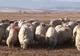 Dezastru, după pesta porcină a apărut şi boala oii nebune