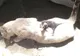 Pisica a intrat în casă cu un animal în cârcă. Au crezut că a prins un şoricel, dar era ceva uluitor