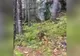 Fenomen incredibil într-o pădure: Pământul respiră! Imagini ireale