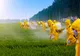 România, în topul statelor UE cu cele mai mari vânzări de pesticide