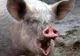 ŞOCANT. Fetiţă de un an, la spital după ce a fost MUŞCATĂ de urechi şi de faţă de un porc