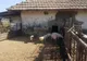 Pesta porcină // Situație dramatică în Constanța