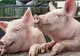 Aproape 200 de porci sănătoşi şi-au găsit sfârşitul în urma unui accident rutier 