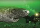 Monstrul marin din Atlantic. Descoperire uluitoare: are 512 ani. Cea mai bătrână vertebrată din lume