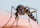 ALERTĂ în România. Virusul West Nile face noi victime: 36 decese, noi cazuri de infecţie