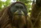O specie extrem de rară de maimuțe, la un pas de extincție
