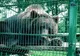 Teribilism dus la extrem! Muşcaţi de URS la Zoo, după ce au vrut să facă un selfie cu animalul