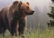 A salvat un pui de urs rămas orfan. Apoi, după 6 ani, animalul i-a făcut ceva teribil!