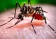 ALERTĂ MAXIMĂ în Marea Neagră: După Salmonella, E. Coli, paraziți, larve și holeră, apare și virusul West Nile, în urma inundațiilor din Herson