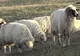 După pestă, vine "boala oii nebune": Cinci focare, descoperite în județul Sibiu