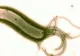 Leguma care omoară bacteria helicobacter pilori, cea care cauzează ulcerele