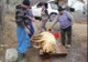 La Rusănești, Crăciunul a venit mai devreme. 90% din porci, tăiați de frica pestei