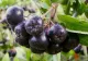 Planta minune de care multă lume nu a auzit: Ce este ARONIA?