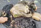 Imagini cutremurătoare! Un cașalot a murit, după ce a înghițit 6 kilograme de plastic 