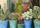 Ce se întâmplă dacă dormi cu un cactus în cameră. Nici măcar nu îţi imaginezi!