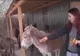 Torturate de stăpânii români, adoptate şi ocrotite de elveţieni