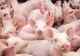 Pesta porcină se extinde în România. Un nou judeţ afectat 