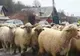 Mioarele de la Grindu nu au scăpat: după Centenar vor fi înecate în Dunăre!