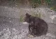 Al patrulea urs omorât în trafic, pe o şosea din judeţul Sibiu
