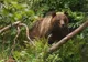 Un bărbat a fost atacat de urs, în județul Argeș
