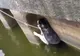 Pompierii tulceni au slavat un caţel din apele unui lac  (VIDEO)