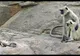 Au mâncat carne de maimuță și au suportat consecințele