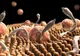 Mare atenție! Acestea sunt simptomele infecţiei cu paraziţi intestinali