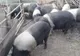 PROIECT. Românii nu vor mai avea voie să crească porci în gospodărie, atâta timp cât țara e afectată de pesta porcină