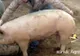 SFAT DE SEZON: Cum poți afla greutatea unui porc fără să-l cântărești 