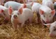 Pestă porcină africană confirmată într-o altă comună din Olt
