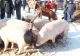 E prăpăd! Oltenii din 29 de localități nu vor mai putea transporta nici porci vii, nici carne