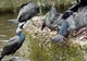 Daea a explicat ce a vrut să spună, de fapt, prin "cormoranii în România fac baie în piscină"