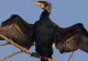 Petre Daea revine cu un atac frontal la adresa cormoranilor