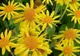 Arnica, o plantă minune pentru organism
