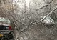 Bărbat rănit, după ce un copac a căzut peste el, în zona Crângași din București
