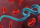 Alertă! Posibilitatea ca Ebola să fi ajuns în Europa, extrem de mare 