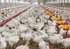 Bombă alimentară la o fermă avicolă din Teleorman