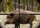 Satu Mare: Pădurar ucis de un porc mistreţ
