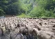 Boala "oii nebune" a lovit în Argeş, peste 200 de animale vor fi sacrificate 