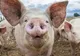 Suspiciune de pestă porcină în Vrancea! 200 de porci uciși la o singură fermă 