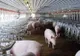Dezastru în Timiş, cel mai mare procesator de carne de porc din România nu mai exportă